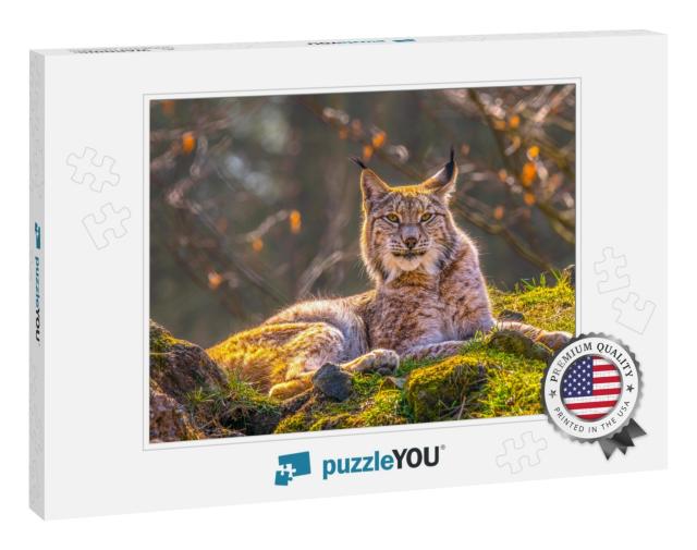 Cute Young Lynx in the Colorful Wilderness Forest... Jigsaw Puzzle
