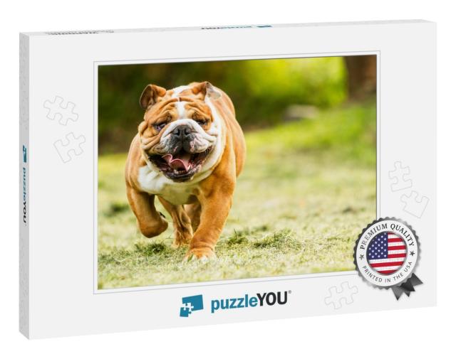 Bulldog English Run Pet Funny Training Move Power Purebre... Jigsaw Puzzle