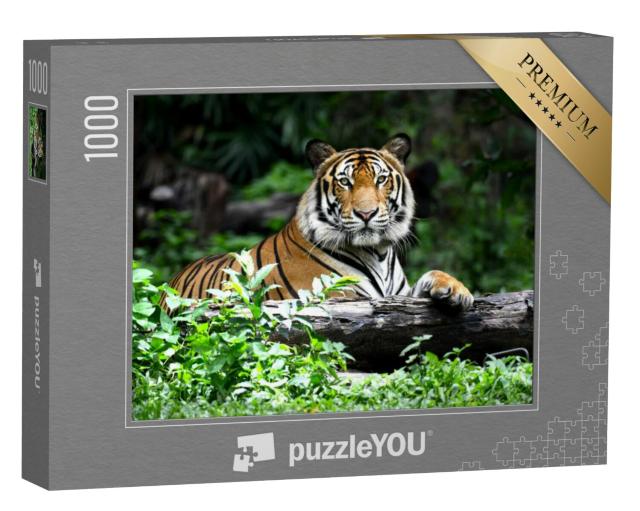 Puzzel 1000 stukjes „Bengaalse tijger“