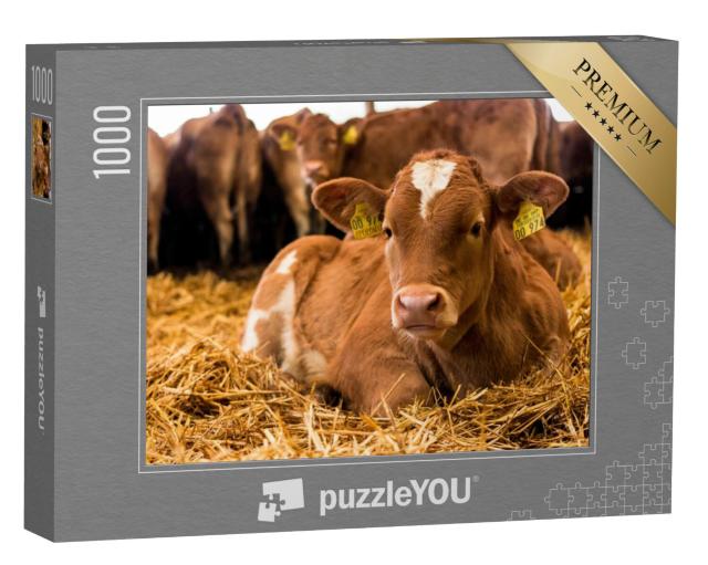 Puzzel 1000 stukjes „Een klein koeienkalf rust in het stro“