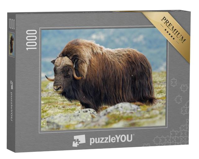 Puzzel 1000 stukjes „Zijaanzicht van een volwassen muskusos“