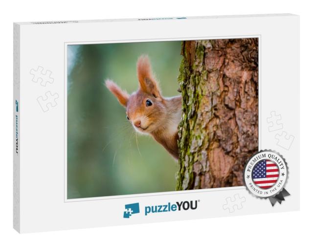 Curious Red Squirrel Peeking Behind the Tree Trunk... Jigsaw Puzzle