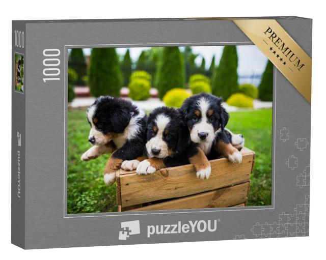 Puzzel 1000 stukjes „Jonge Berner Sennenhond“