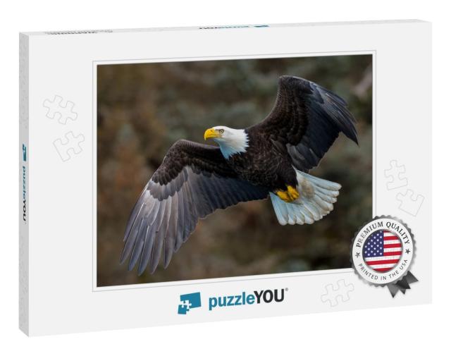 American Bald Eagle in Flight Against Alaskan Mountainsid... Jigsaw Puzzle
