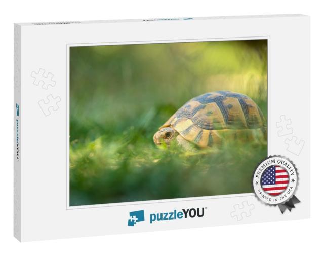 Little Turtle in Aydos Forest from Istanbul Turkey... Jigsaw Puzzle