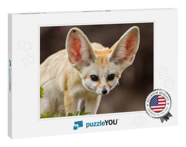 Very Cute Fennec Fox with Big Ears... Jigsaw Puzzle