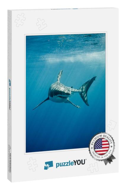 Great White Shark with Its Main Four Fins Swimming Under... Jigsaw Puzzle