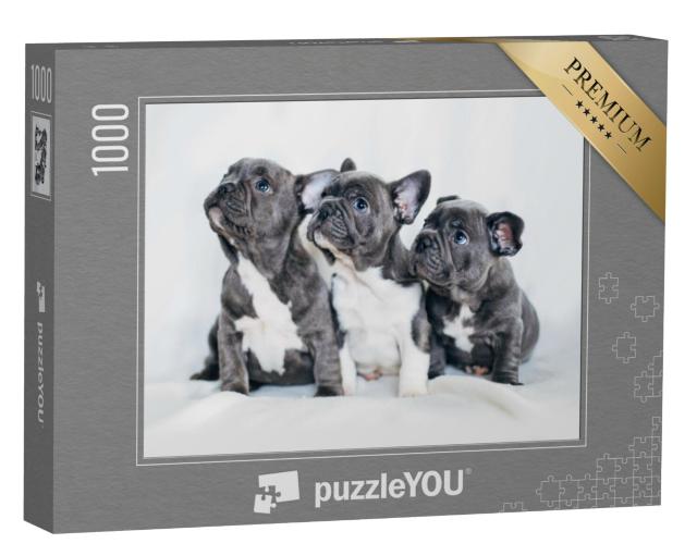 Puzzel 1000 stukjes „Portret van drie schattige bulldog puppy's“