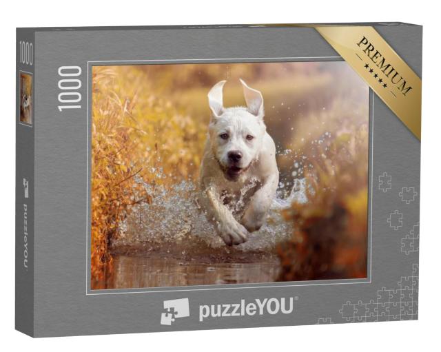 Puzzel 1000 stukjes „Jonge Labrador speelt in de beek“