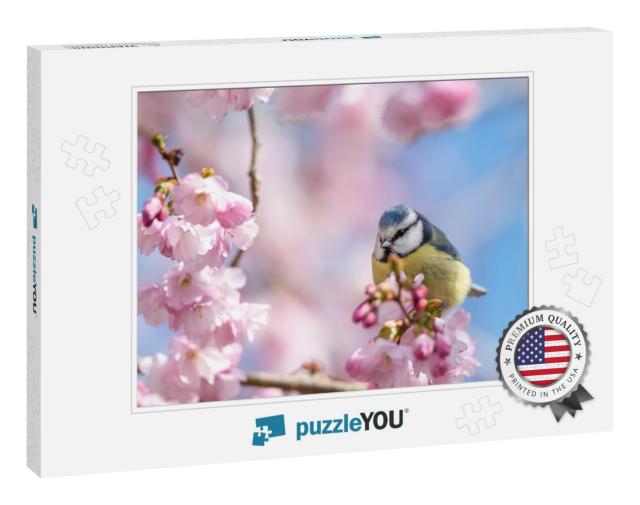A Blue Tit Sits on a Beautiful Branch with Cherry Blossom... Jigsaw Puzzle