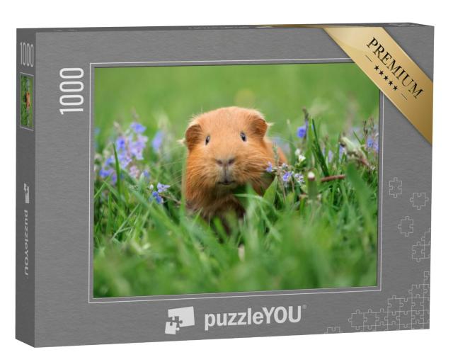 Puzzel 1000 stukjes „Schattige cavia in het gras“