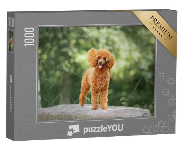 Puzzel 1000 stukjes „Een dwergpoedel“