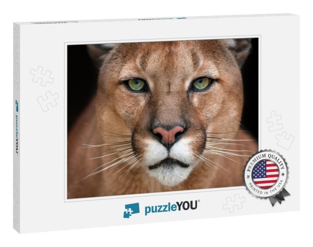 Puma Close Up Portrait with Beautiful Eyes Isolated on Bl... Jigsaw Puzzle