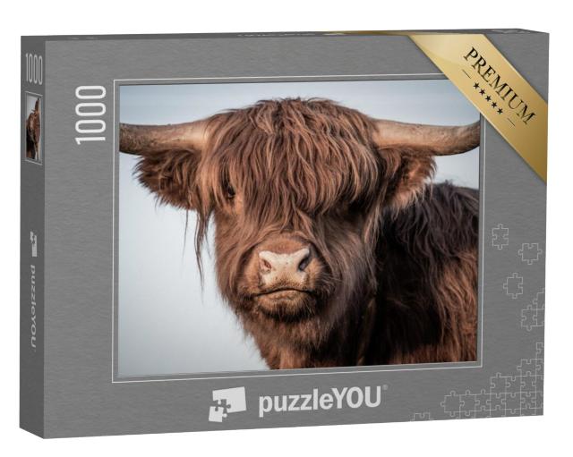 Puzzel 1000 stukjes „Portret van een Schotse Hoogland koe“