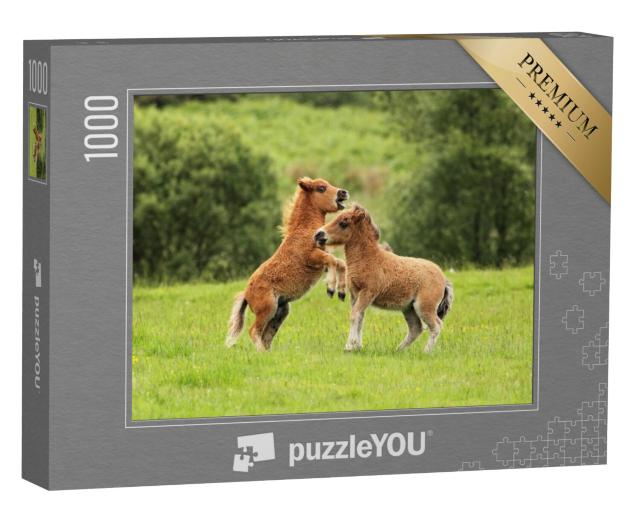 Puzzel 1000 stukjes „Twee Shetland pony veulens in het spel“