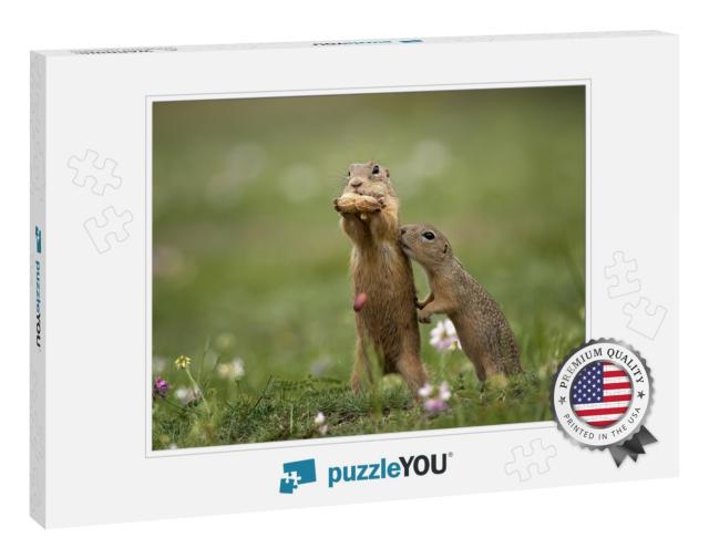 Cute Gopher in Proximity on a Summer Meadow with Grass... Jigsaw Puzzle