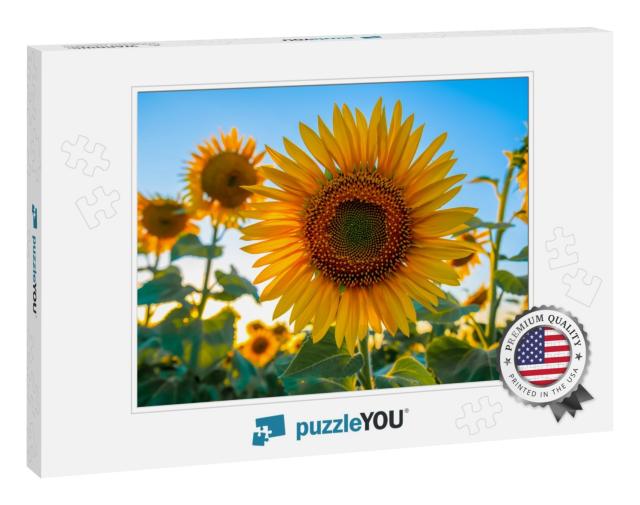 Sunflowers in the Field, Summertime Agricultural Backgrou... Jigsaw Puzzle