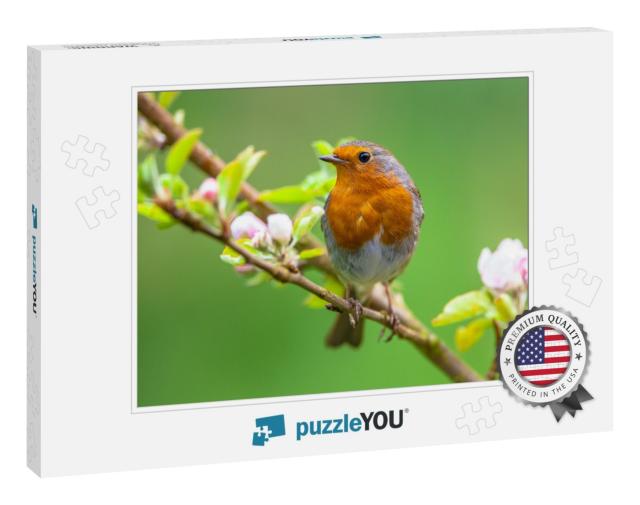 A Red Robin Erithacus Rubecula in Between White Fruit Blo... Jigsaw Puzzle