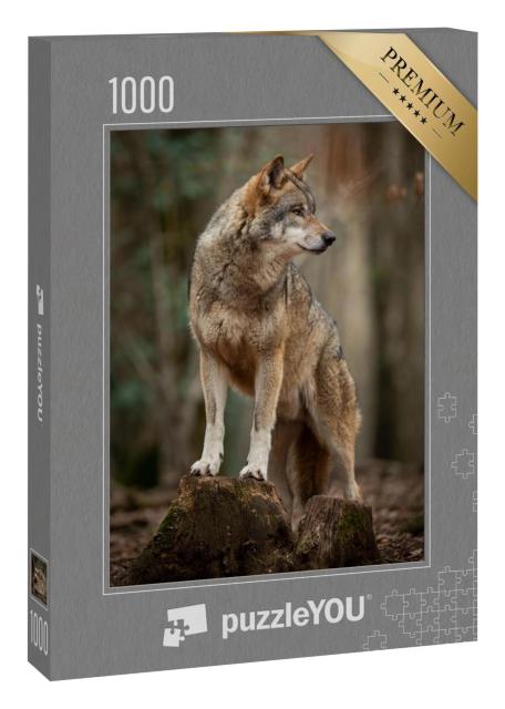 Puzzle 1000 Teile „Grauer Wolf in witternder Pose im Wald“