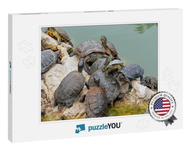 Red-Eared Turtles Basking in the Sun & Swimming... Jigsaw Puzzle