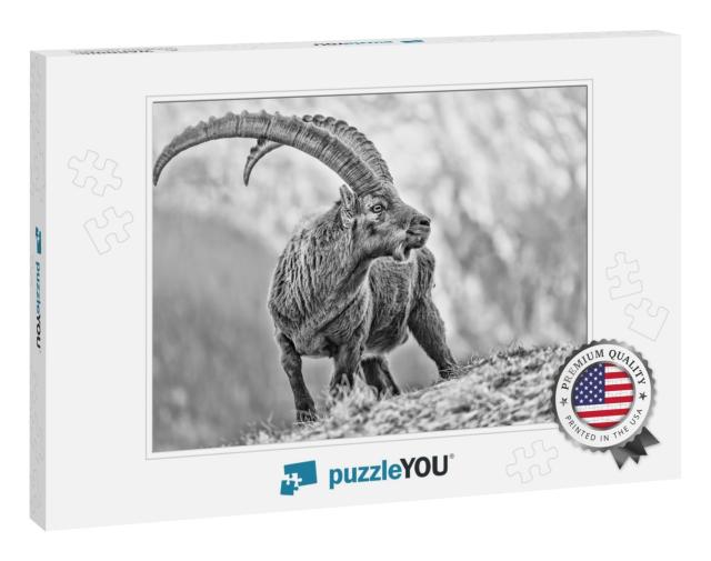 Amazing Black & White Portrait of Alpine Ibex Capra Ibex... Jigsaw Puzzle