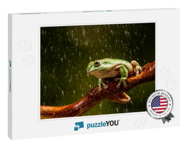 Whites Tree Frog Litoria Caerulea in the Rain - Closeup w... Jigsaw Puzzle