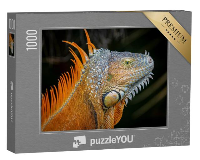 Puzzel 1000 stukjes „Oranjekleurige morf van een volwassen groene leguaan“