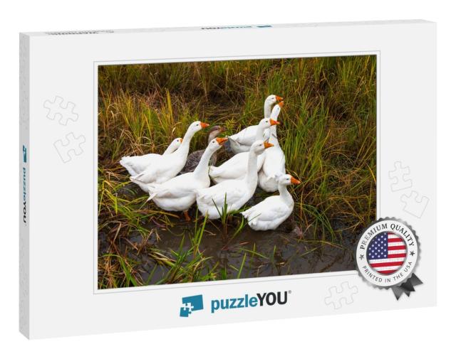 Geese in the Grass. Domestic Bird. Flock of Geese. White... Jigsaw Puzzle