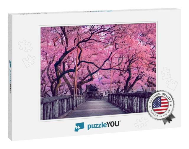 Beautiful Pink Cherry Trees Blooming Extravagantly At the... Jigsaw Puzzle