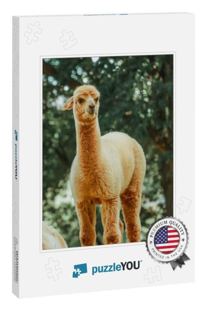 The Llama Lama Glama is a Domestic Artiodactyl Mammal of... Jigsaw Puzzle