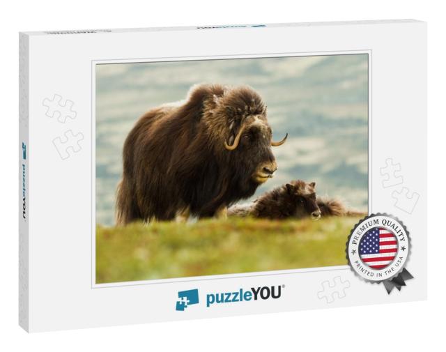 The Muskox Norway... Jigsaw Puzzle