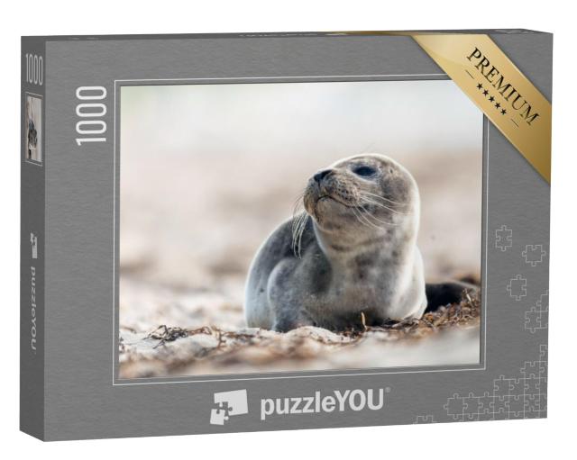 Puzzel 1000 stukjes „Jonge zeehond op het strand van de Baltische Zee“