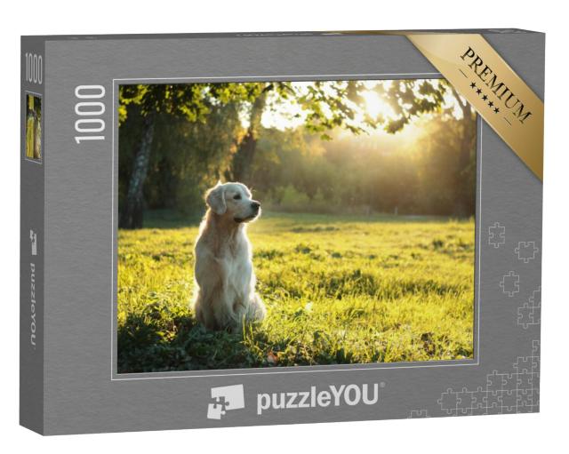 Puzzel 1000 stukjes „Golden Retriever in het zomeravondlicht“