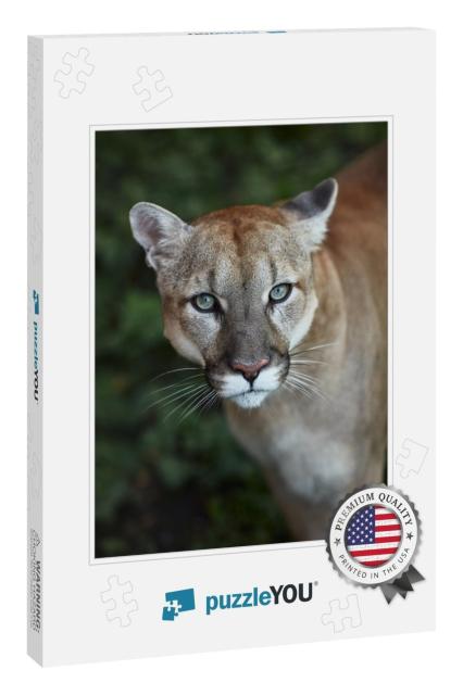 Portrait of Beautiful Puma. Cougar, Mountain Lion, Puma... Jigsaw Puzzle