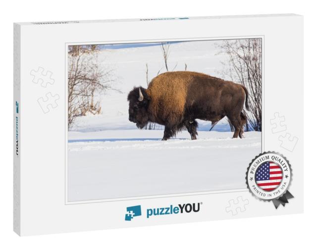 American Bison Bison in Winter... Jigsaw Puzzle