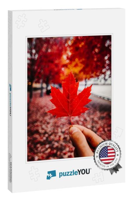 Red Canadian Maple Leaf in Fall/Autumn Setting - Red Leaf... Jigsaw Puzzle