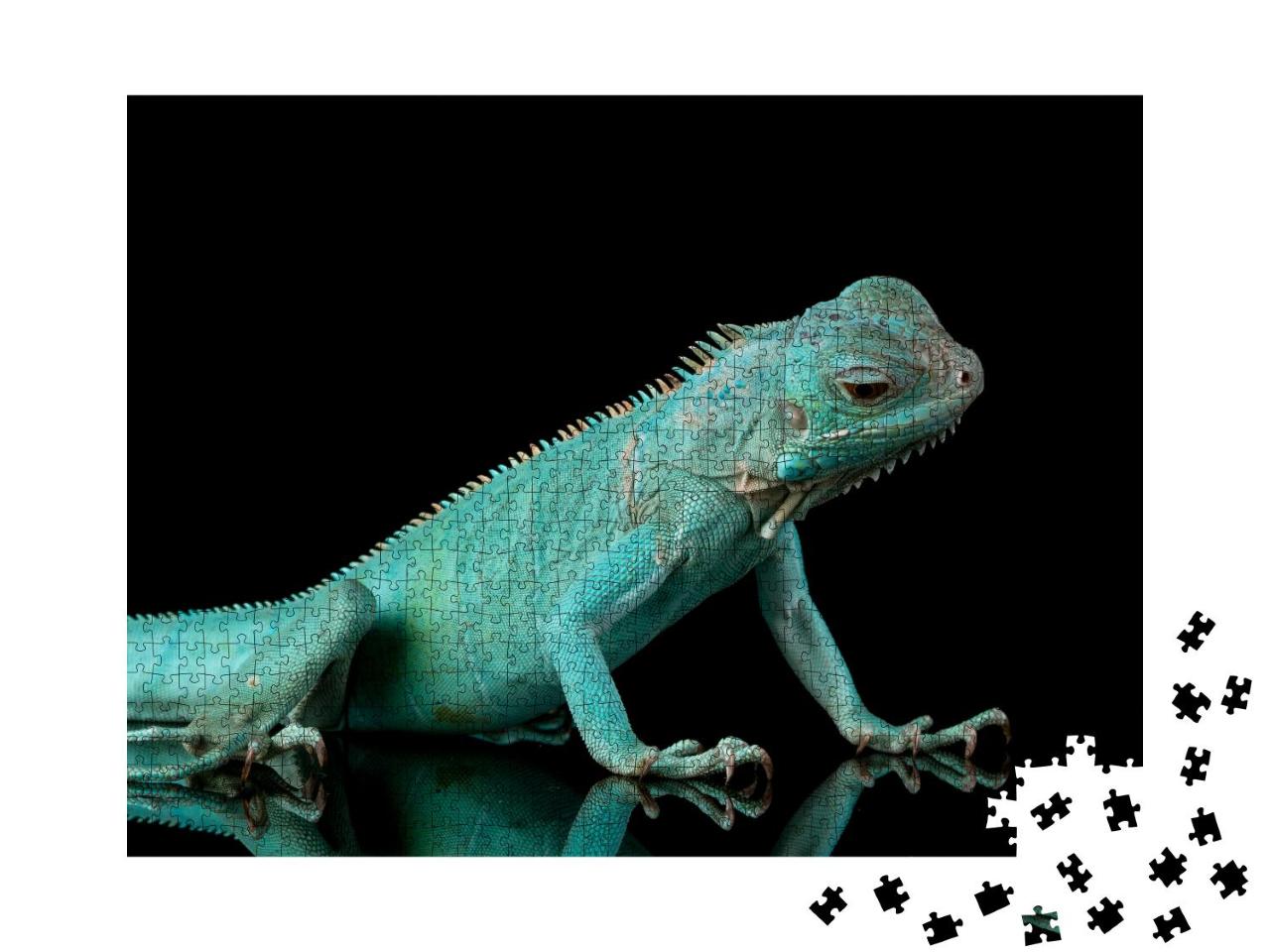Puzzle 1000 Teile „Grand Cayman Blue Iguana: Blauer Leguan, Nahaufnahme“