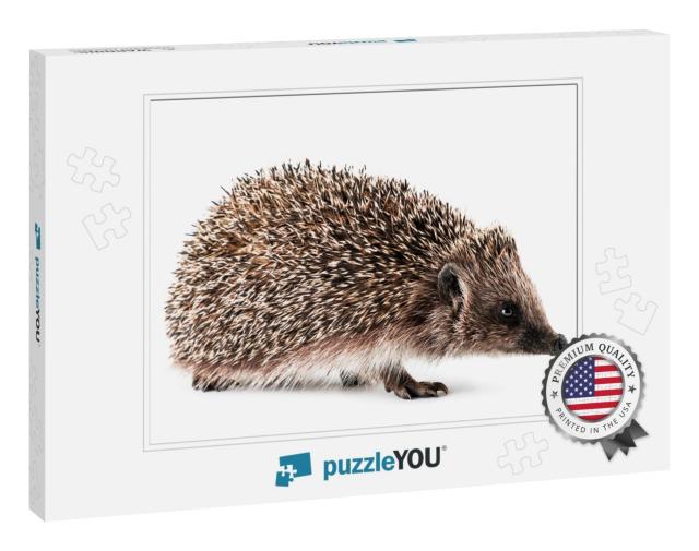 Hedgehog Close-Up on a White Background. Isolated... Jigsaw Puzzle