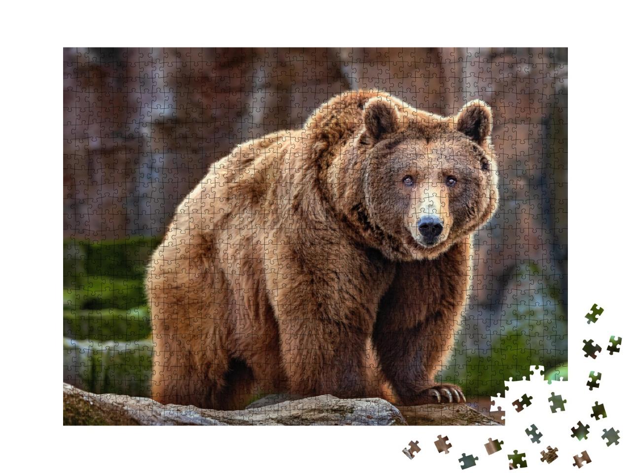 Puzzle 1000 Teile „Bild eines großen Braunbären“