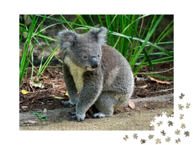 Puzzle 1000 Teile „Neugieriger Koala, auf dem Boden sitzend“