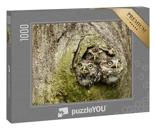 Puzzle 1000 Teile „Drei Steinkäuze in einer Baumhöhle“