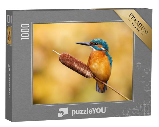 Puzzel 1000 stukjes „Rustig mannetje ijsvogel, Alcedo atthis“