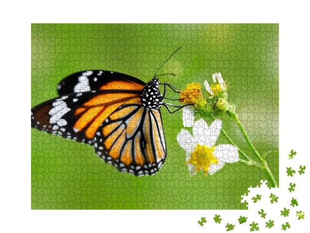 Puzzle 1000 Teile „Nahaufnahme: Schmetterling der Gattung Gewöhnlicher Tigerfalter auf einer Blüte“