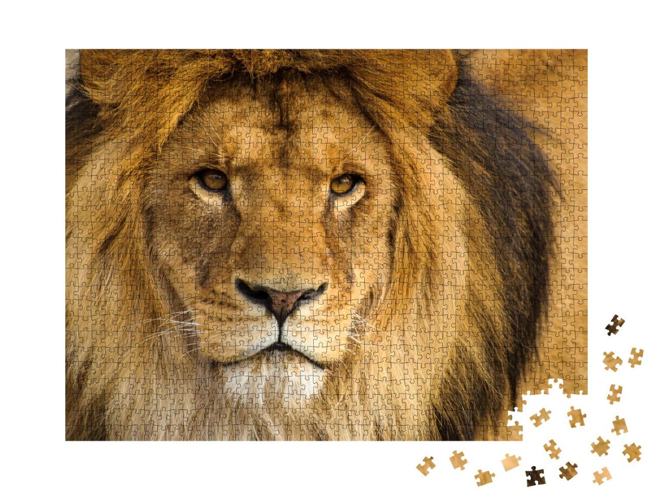 Puzzle 1000 Teile „Portrait eines männlichen Löwen“
