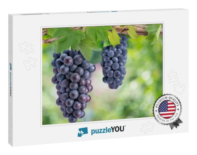 Bunch of Black Wine Grape on a Branch Over Green Natural... Jigsaw Puzzle