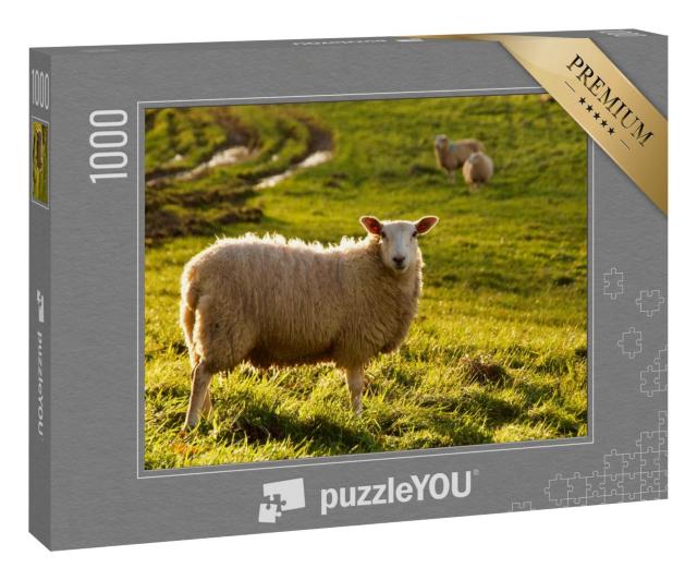 Puzzle 1000 Teile „Schaf auf einer Wiese mit Novembersonne, im Hintergrund zwei weitere Tiere“