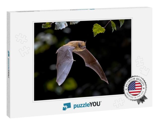 Flying Pipistrelle Bat Pipistrellus Pipistrellus Action S... Jigsaw Puzzle