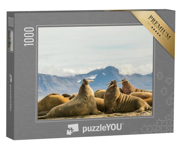 Puzzel 1000 stukjes „Groep walrussen in de zon op Prins Karls Forland, Spitsbergen“