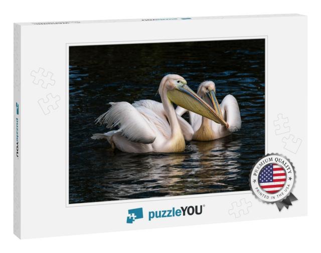 The Great White Pelican, Pelecanus Onocrotalus Also Known... Jigsaw Puzzle