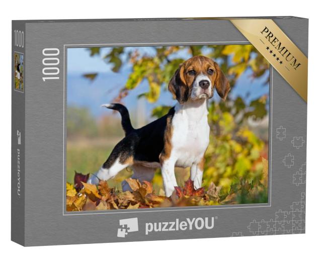 Puzzel 1000 stukjes „Portret van een beagle“